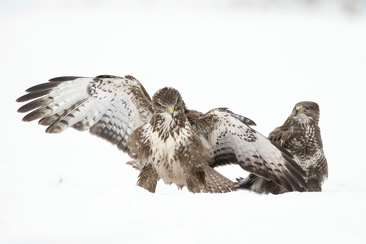 káně lesní (Buteo buteo) Common buzzard