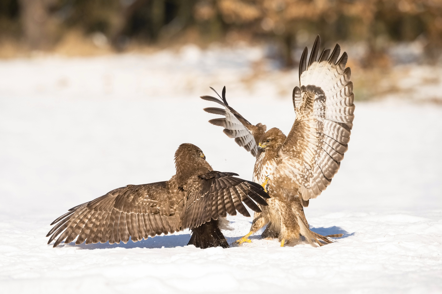 káně lesní (Buteo buteo) Common buzzard