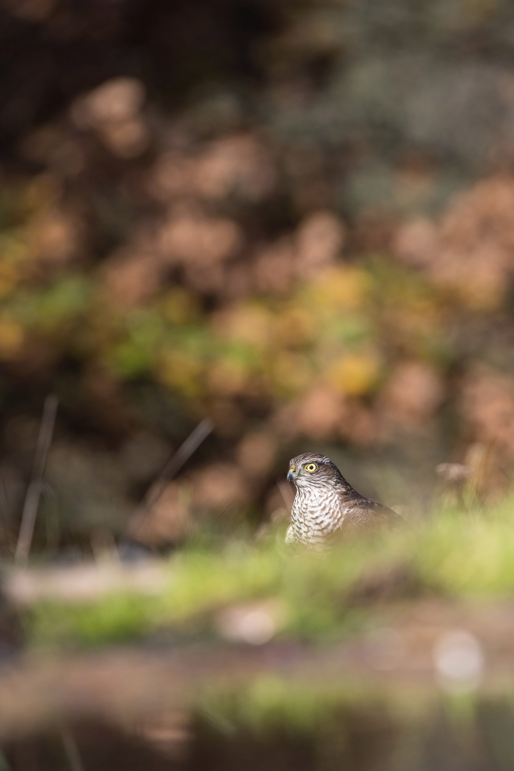 krahujec obecný (Accipiter nisus) Eurasian sparrowhawk