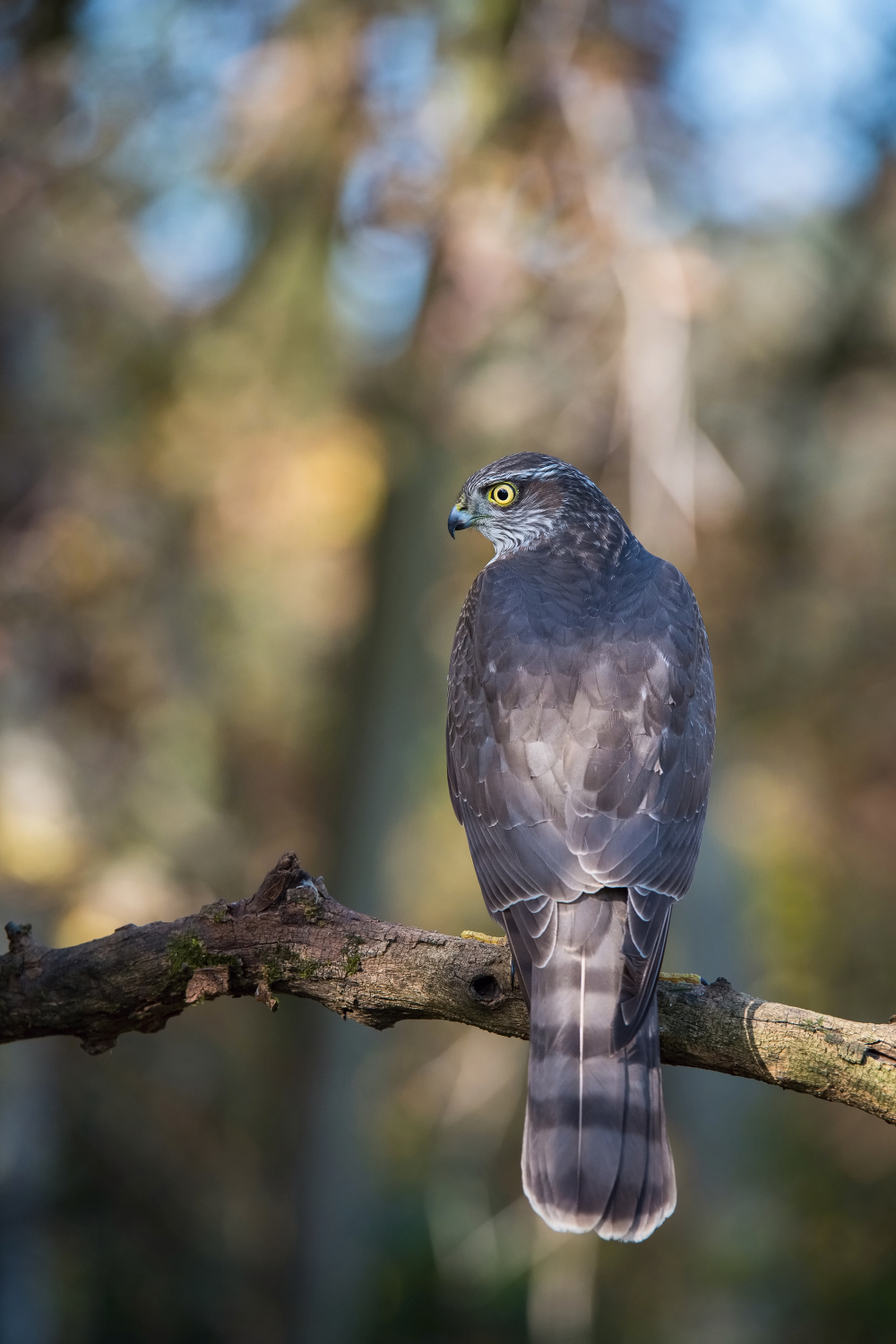 krahujec obecný (Accipiter nisus) Eurasian sparrowhawk