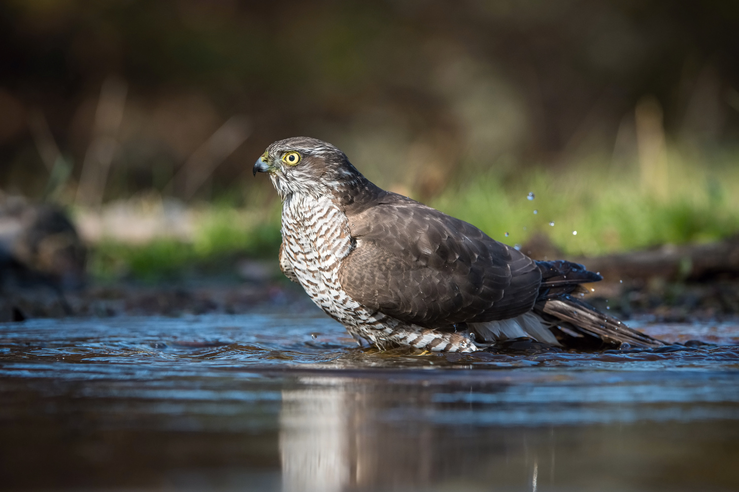 krahujec obecný (Accipiter nisus) Eurasian sparrowhawk