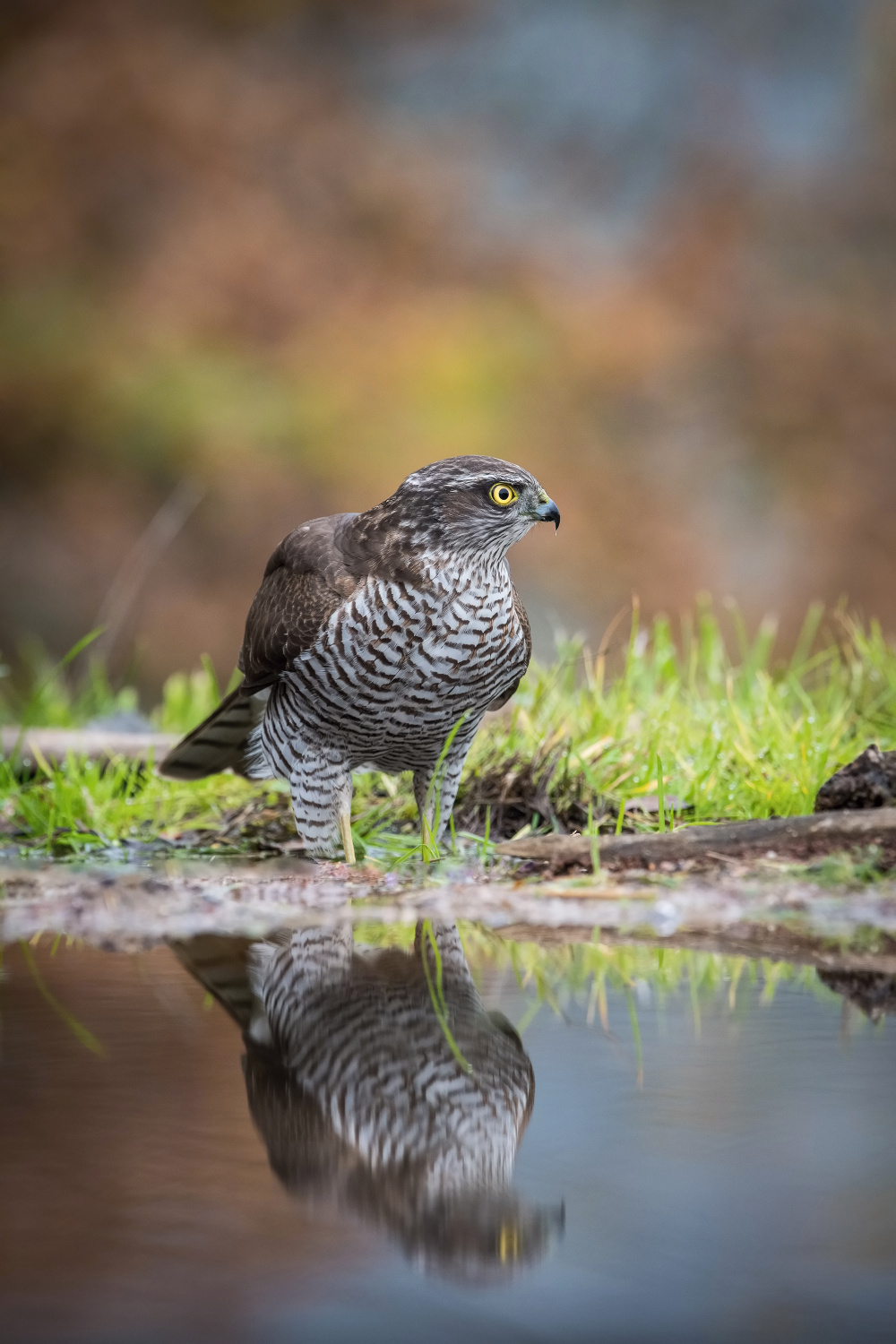 krahujec obecný (Accipiter nisus) Eurasian sparrowhawk