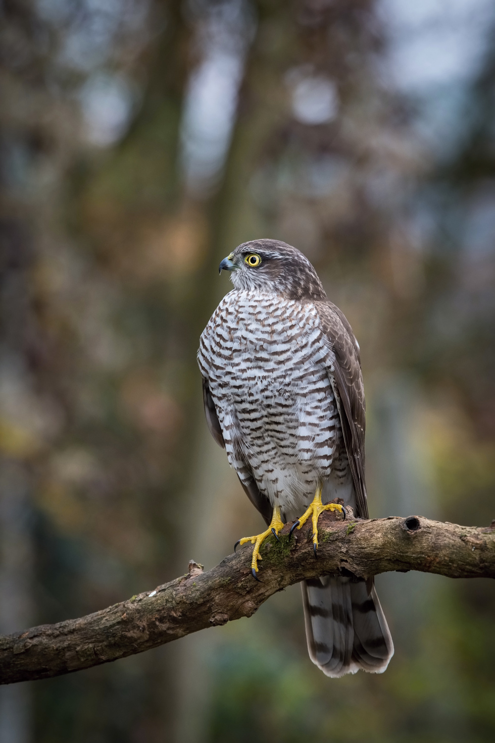 krahujec obecný (Accipiter nisus) Eurasian sparrowhawk