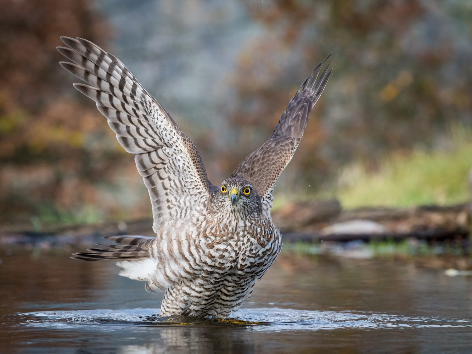 krahujec obecný (Accipiter nisus) Eurasian sparrowhawk