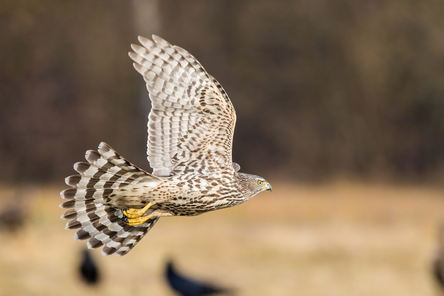 krahujec obecný (Accipiter nisus) Eurasian sparrowhawk