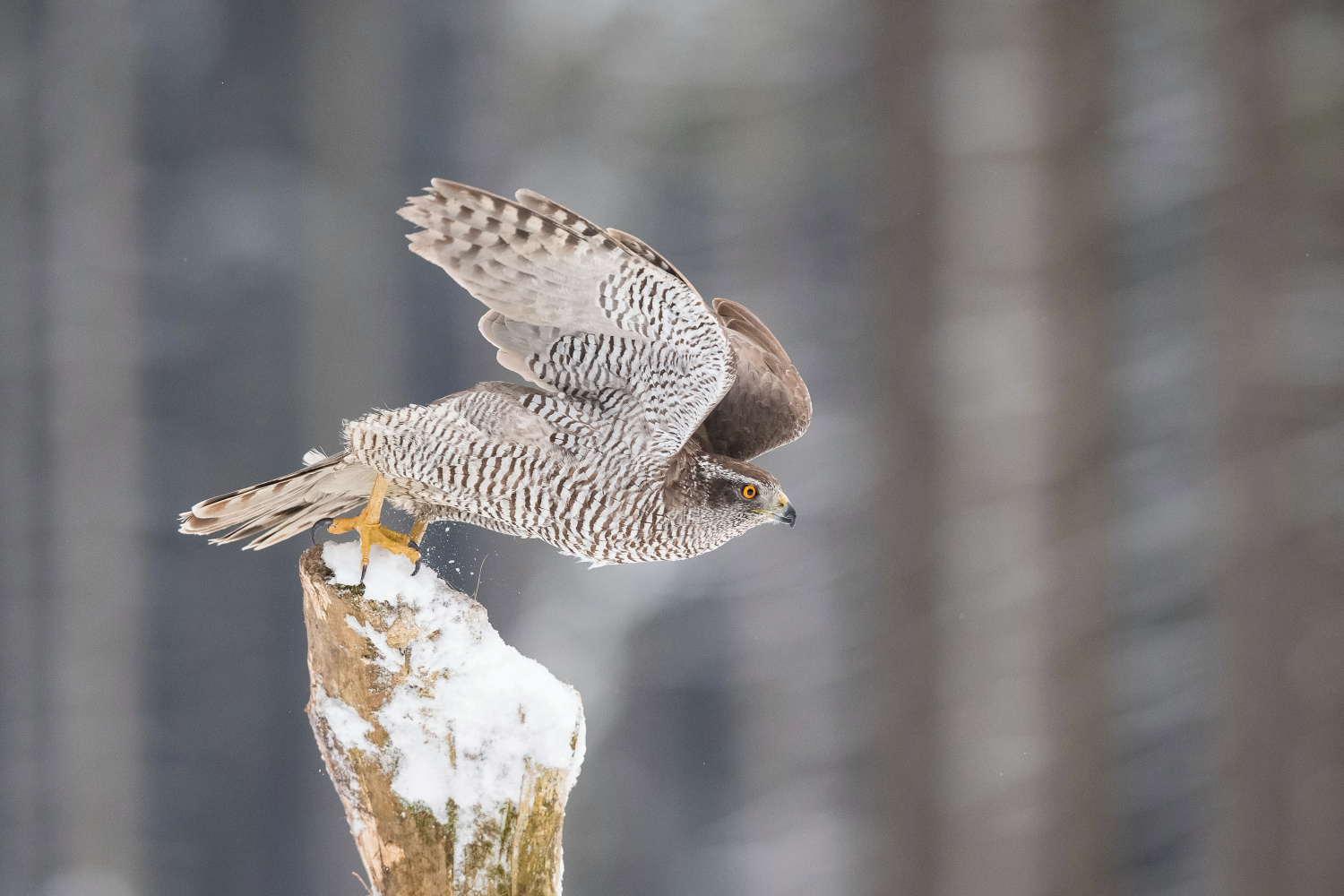 jestřáb lesní (Accipiter gentilis) Northern goshawk