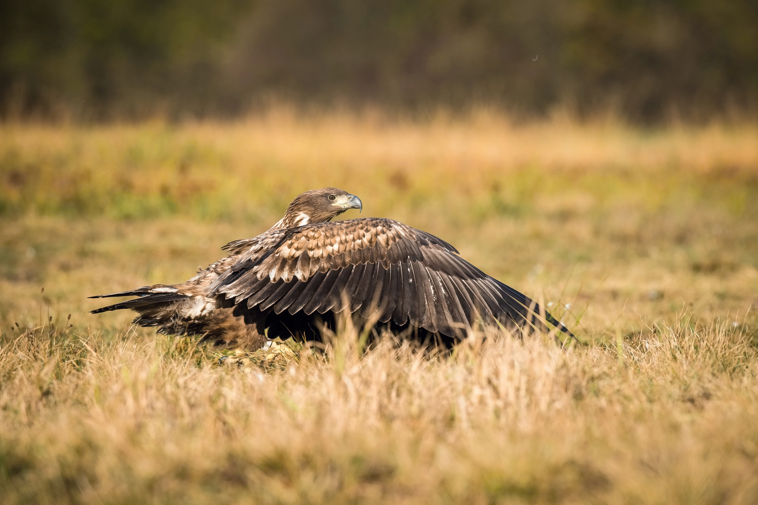 orel mořský (Haliaeetus albicilla) White-tailed eagle