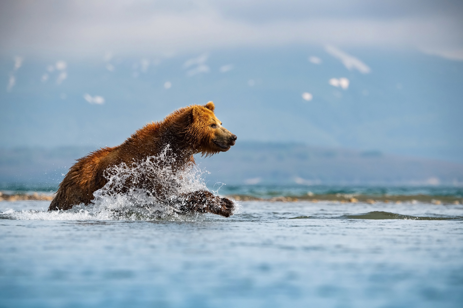 medvěd hnědý kamčatský (Ursus arctos beringianus) Kamchatka brown bear