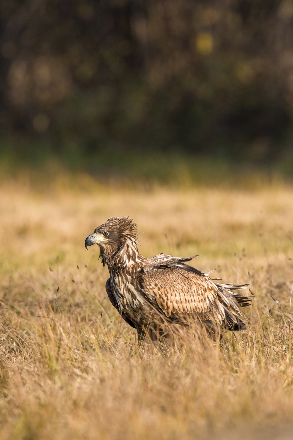 orel mořský (Haliaeetus albicilla) White-tailed eagle