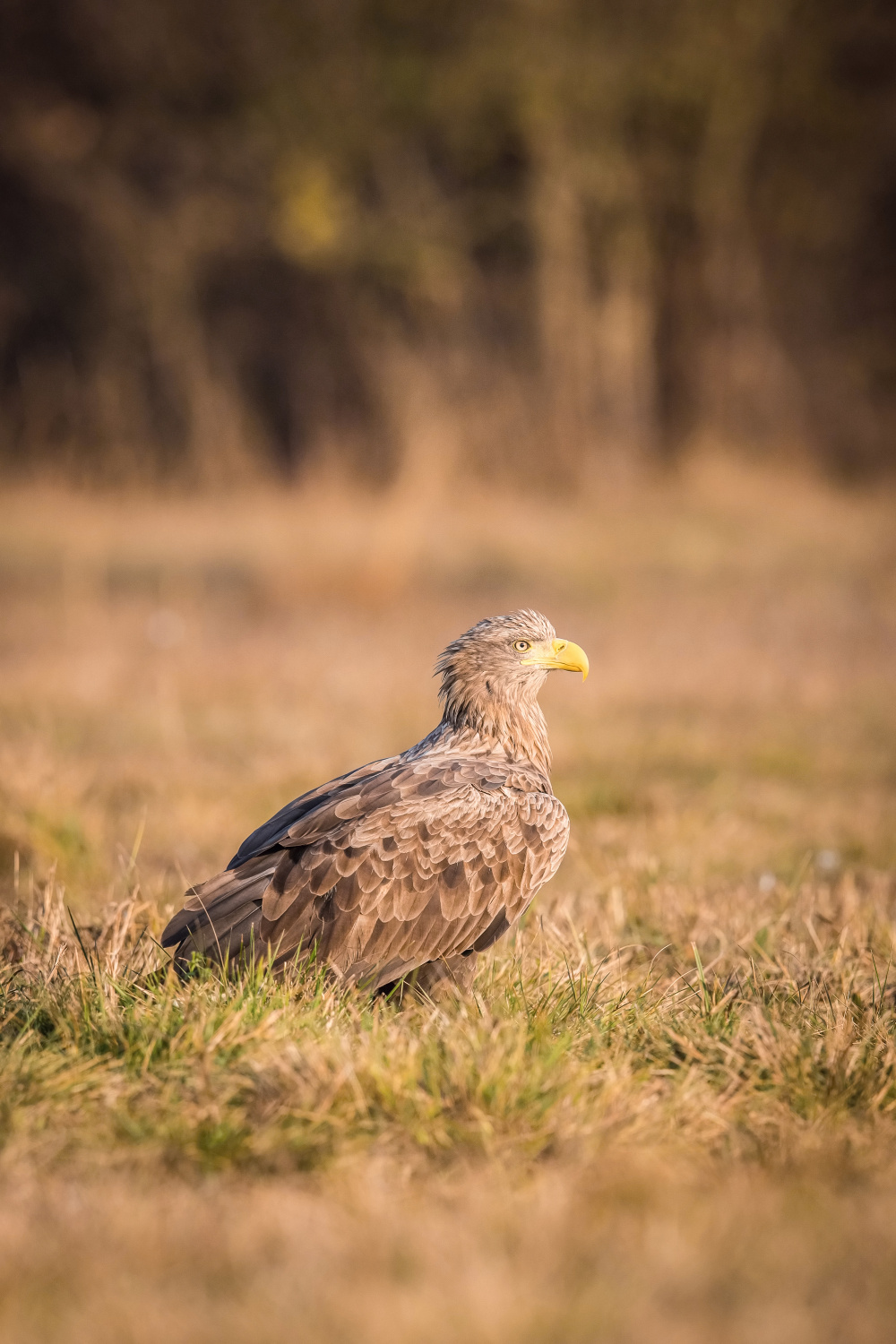 orel mořský (Haliaeetus albicilla) White-tailed eagle