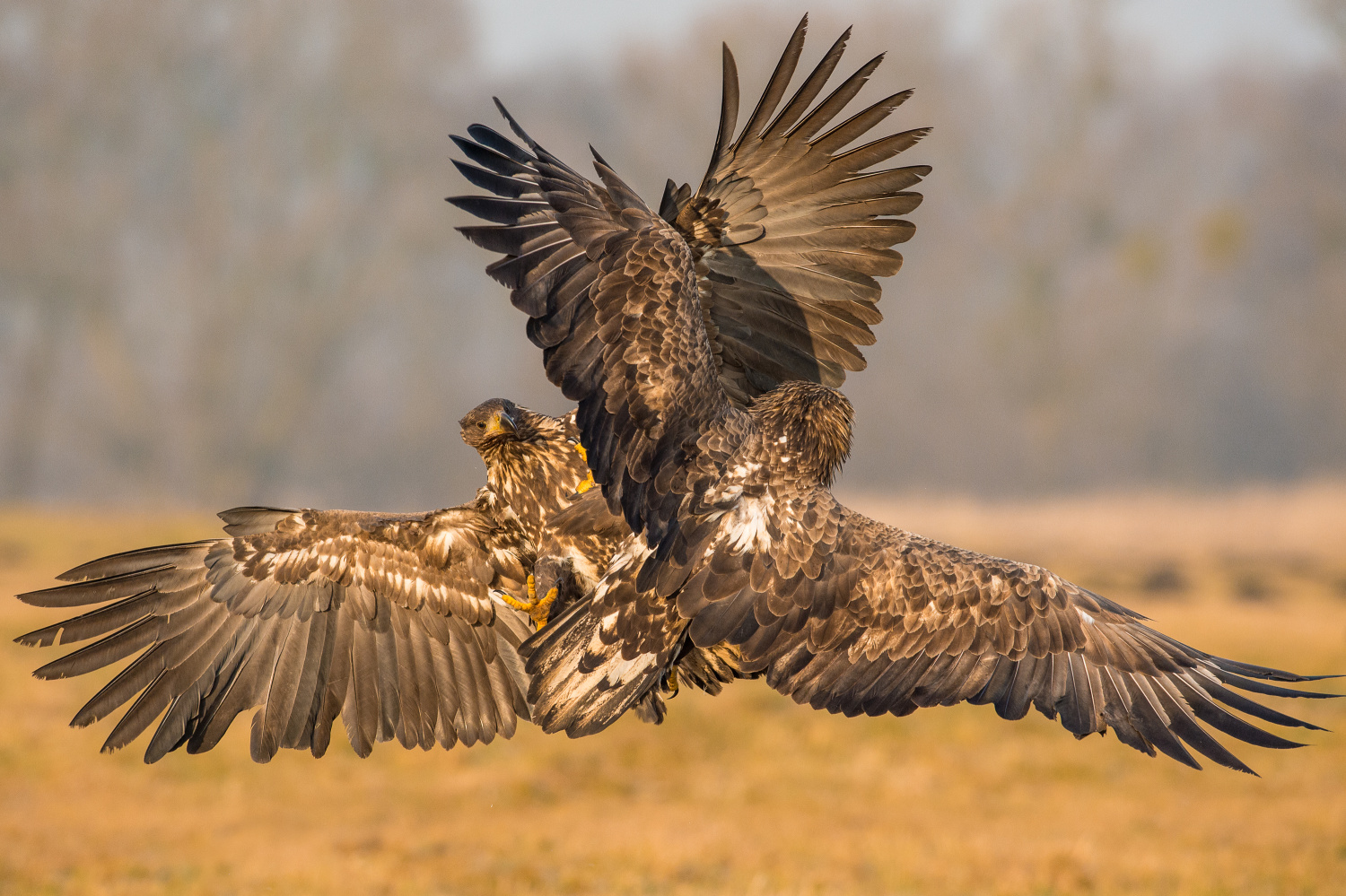 orel mořský (Haliaeetus albicilla) White-tailed eagle