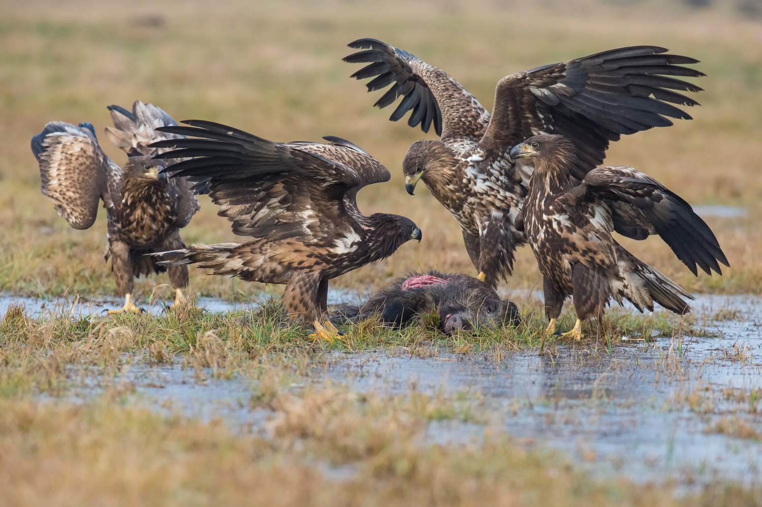 orel mořský (Haliaeetus albicilla) White-tailed eagle