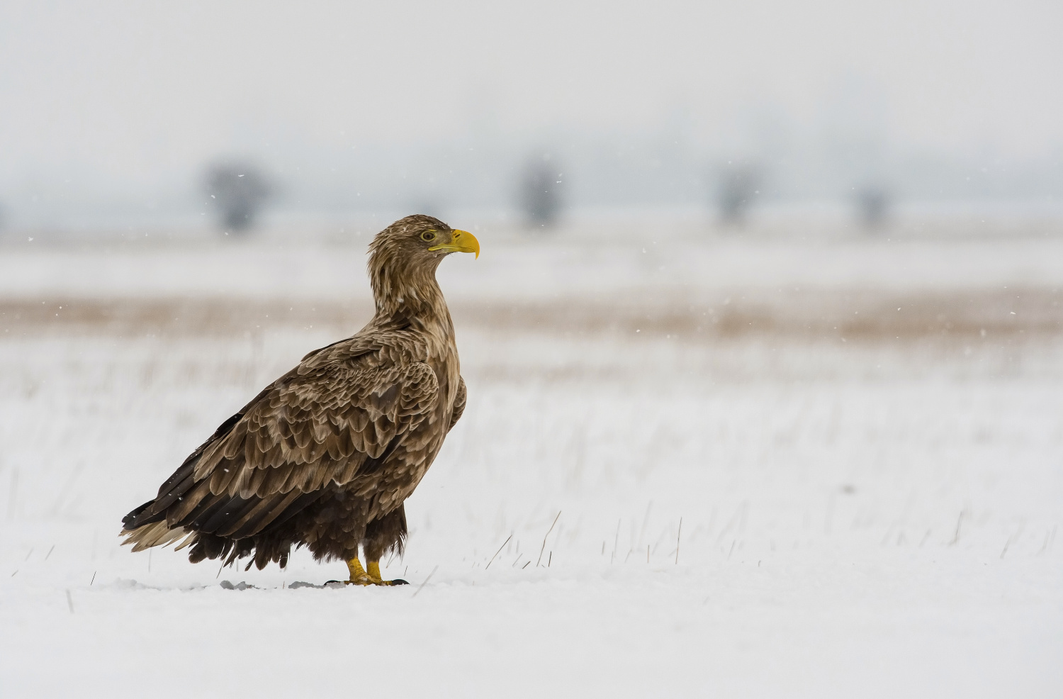 orel mořský (Haliaeetus albicilla) White-tailed eagle