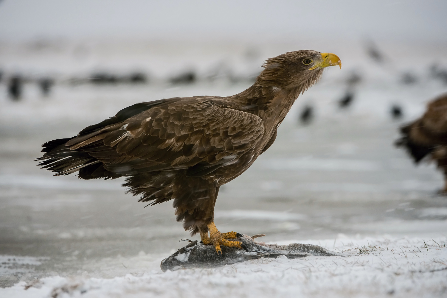 orel mořský (Haliaeetus albicilla) White-tailed eagle