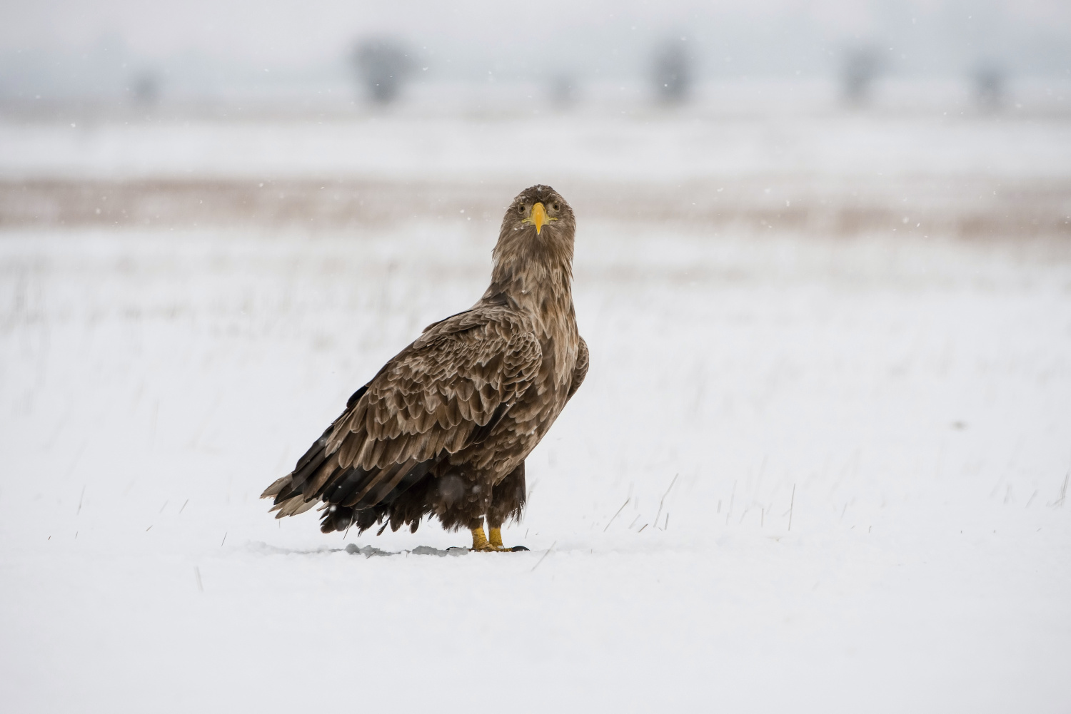 orel mořský (Haliaeetus albicilla) White-tailed eagle