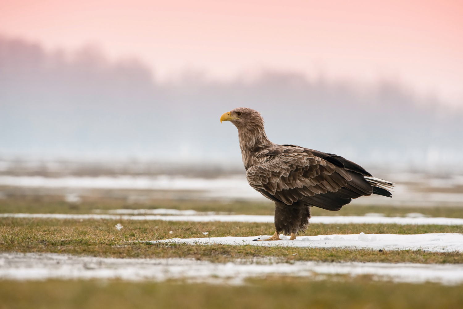 orel mořský (Haliaeetus albicilla) White-tailed eagle