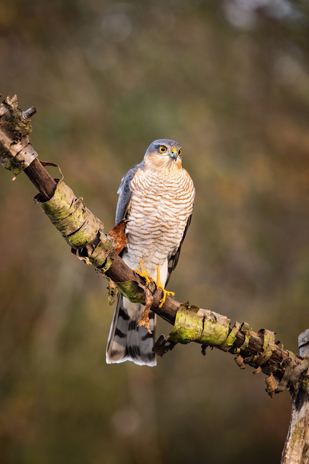 krahujec obecný (Accipiter nisus) Eurasian sparrowhawk