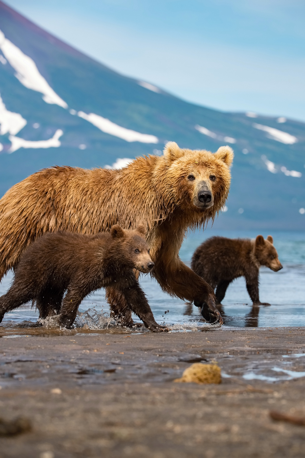 medvěd hnědý kamčatský (Ursus arctos beringianus) Kamchatka brown bear