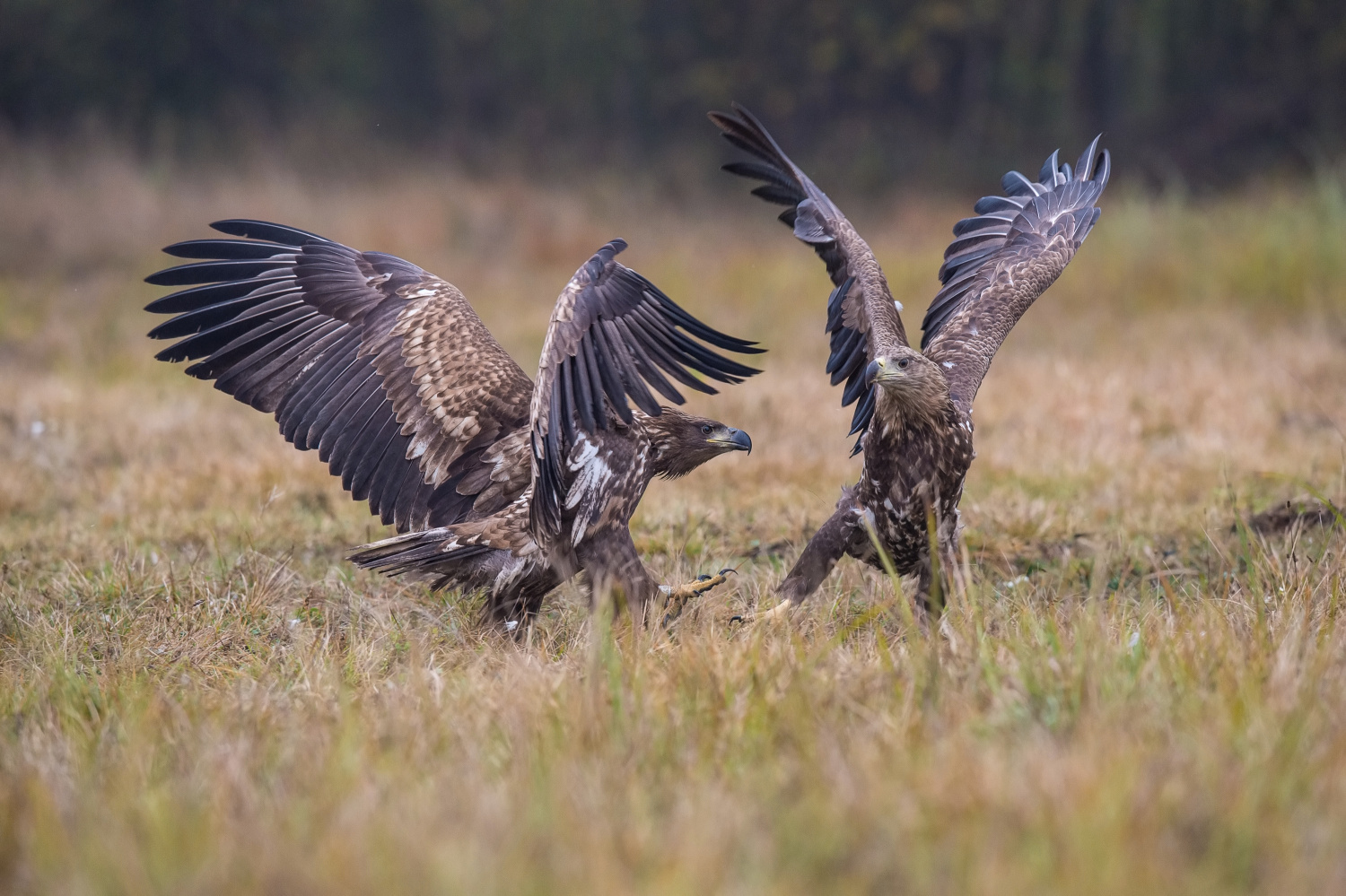 orel mořský (Haliaeetus albicilla) White-tailed eagle