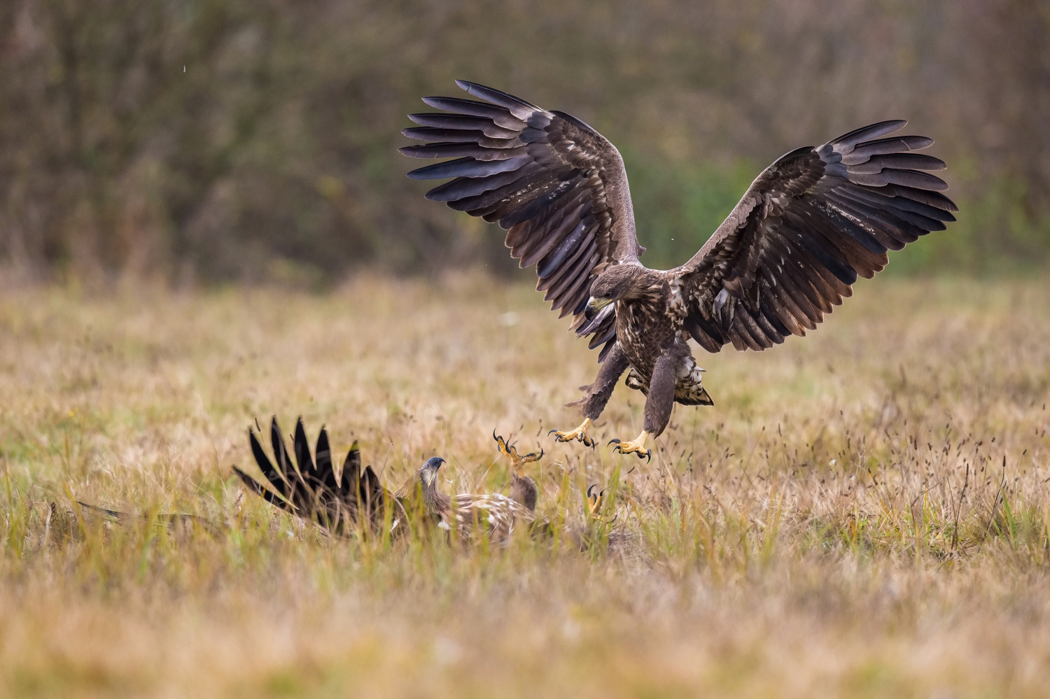 orel mořský (Haliaeetus albicilla) White-tailed eagle