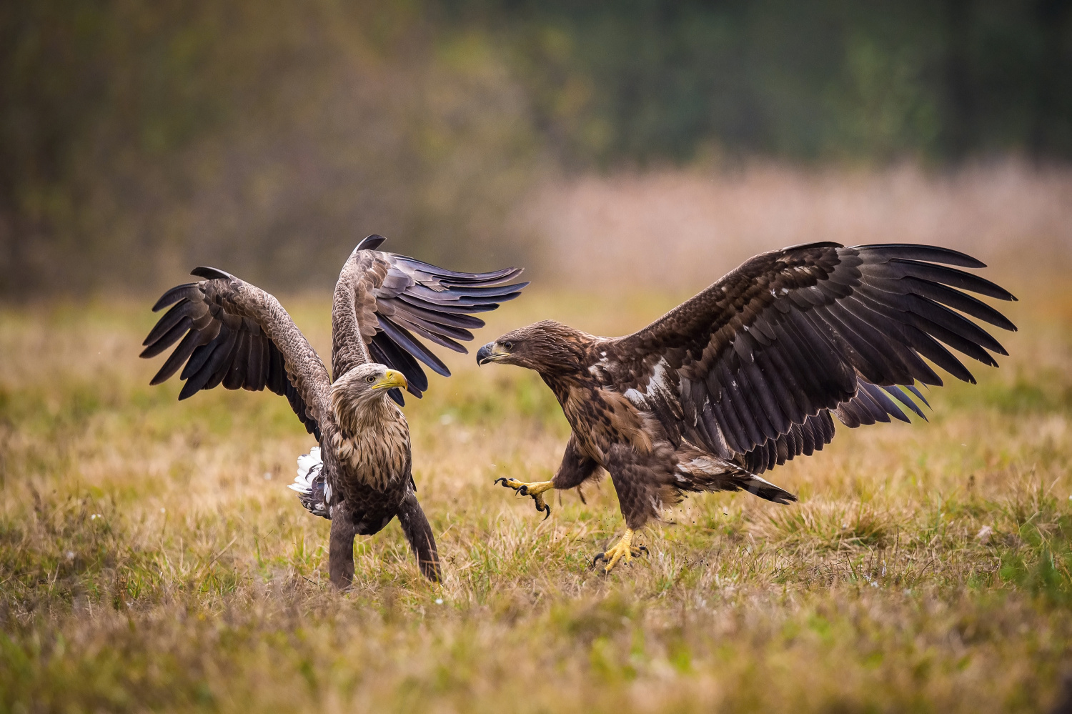 orel mořský (Haliaeetus albicilla) White-tailed eagle