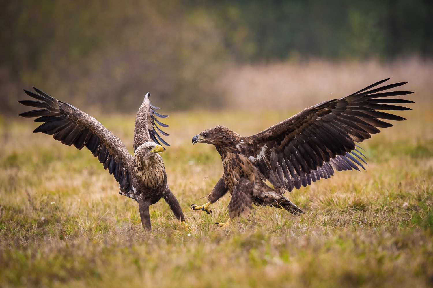 orel mořský (Haliaeetus albicilla) White-tailed eagle