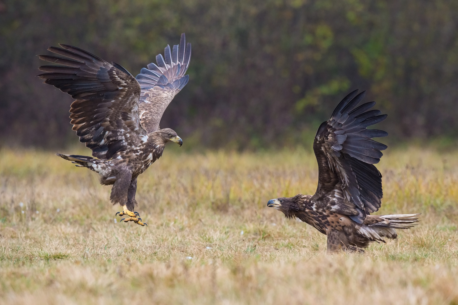 orel mořský (Haliaeetus albicilla) White-tailed eagle