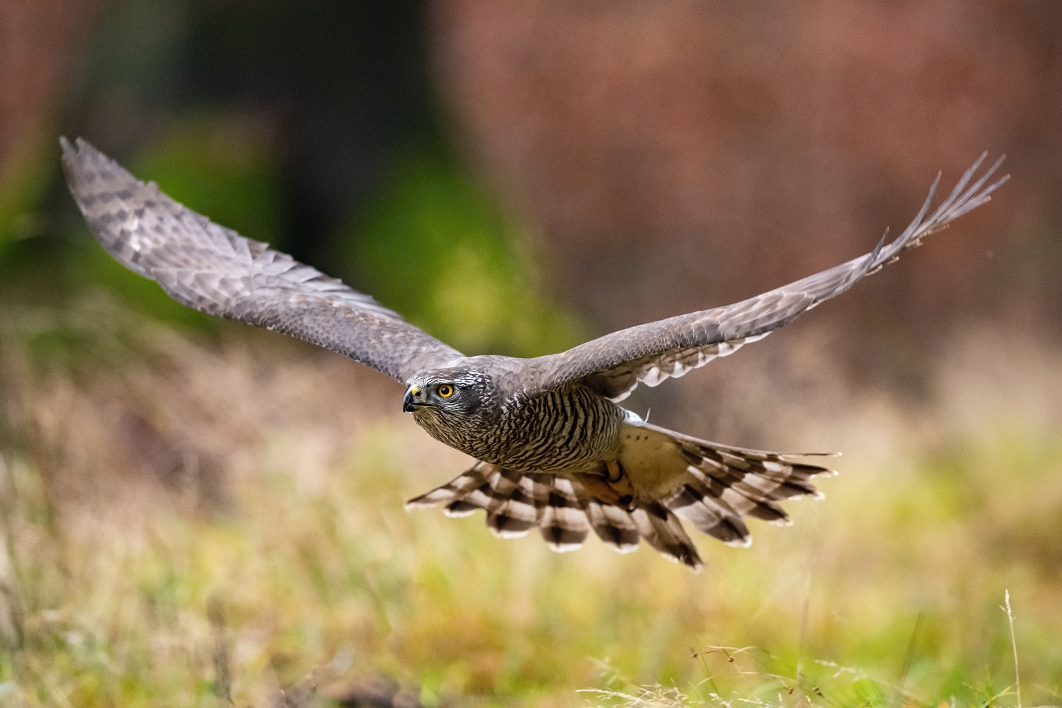 jestřáb lesní (Accipiter gentilis) Northern goshawk