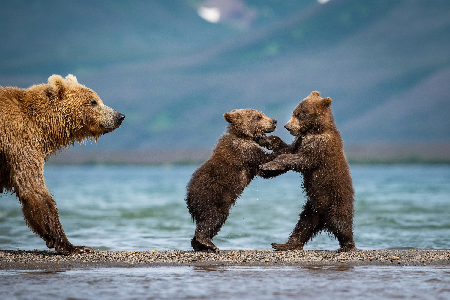 medvěd hnědý kamčatský (Ursus arctos beringianus) Kamchatka brown bear