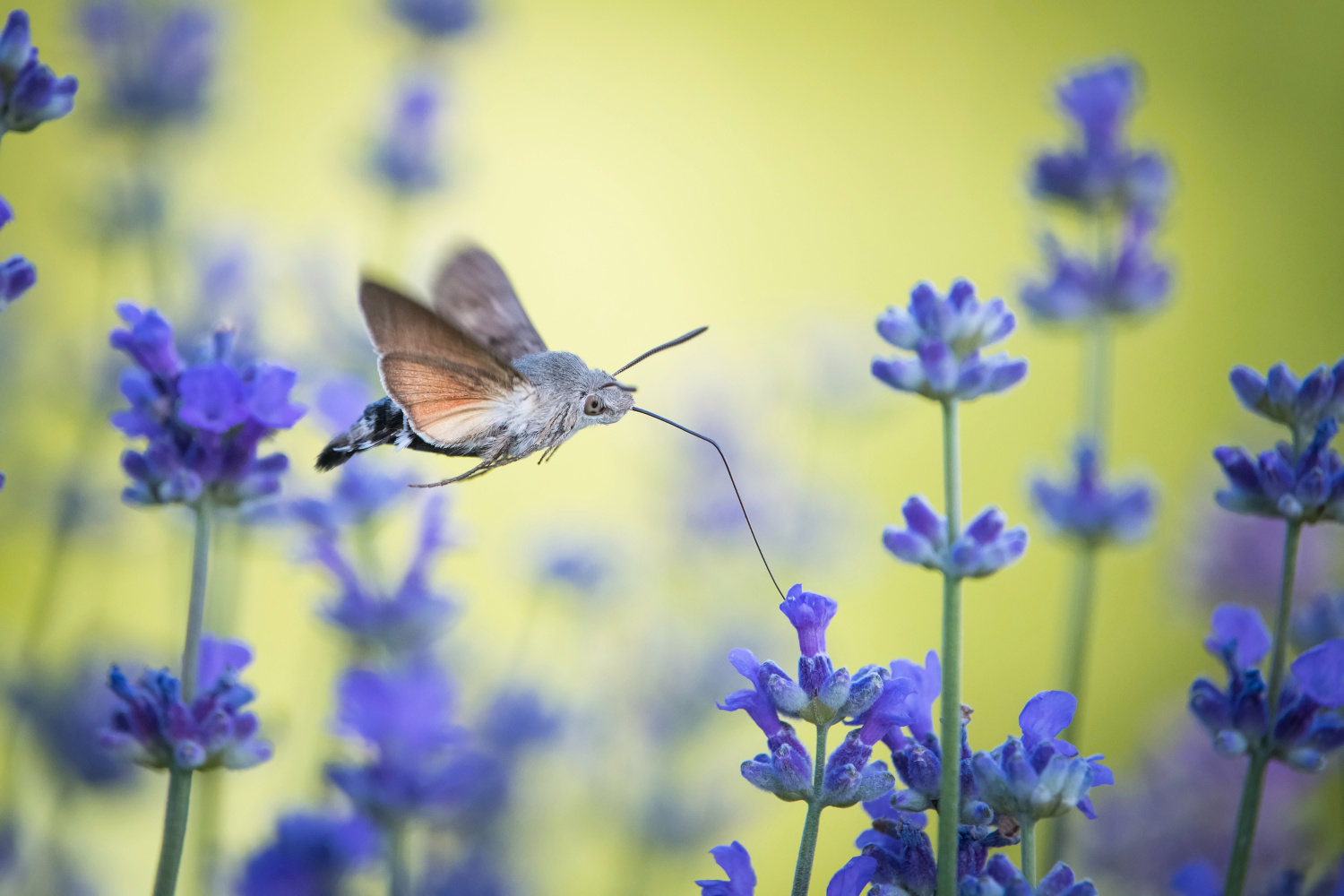 dlouhozobka svízelová (Macroglossum stellatarum)