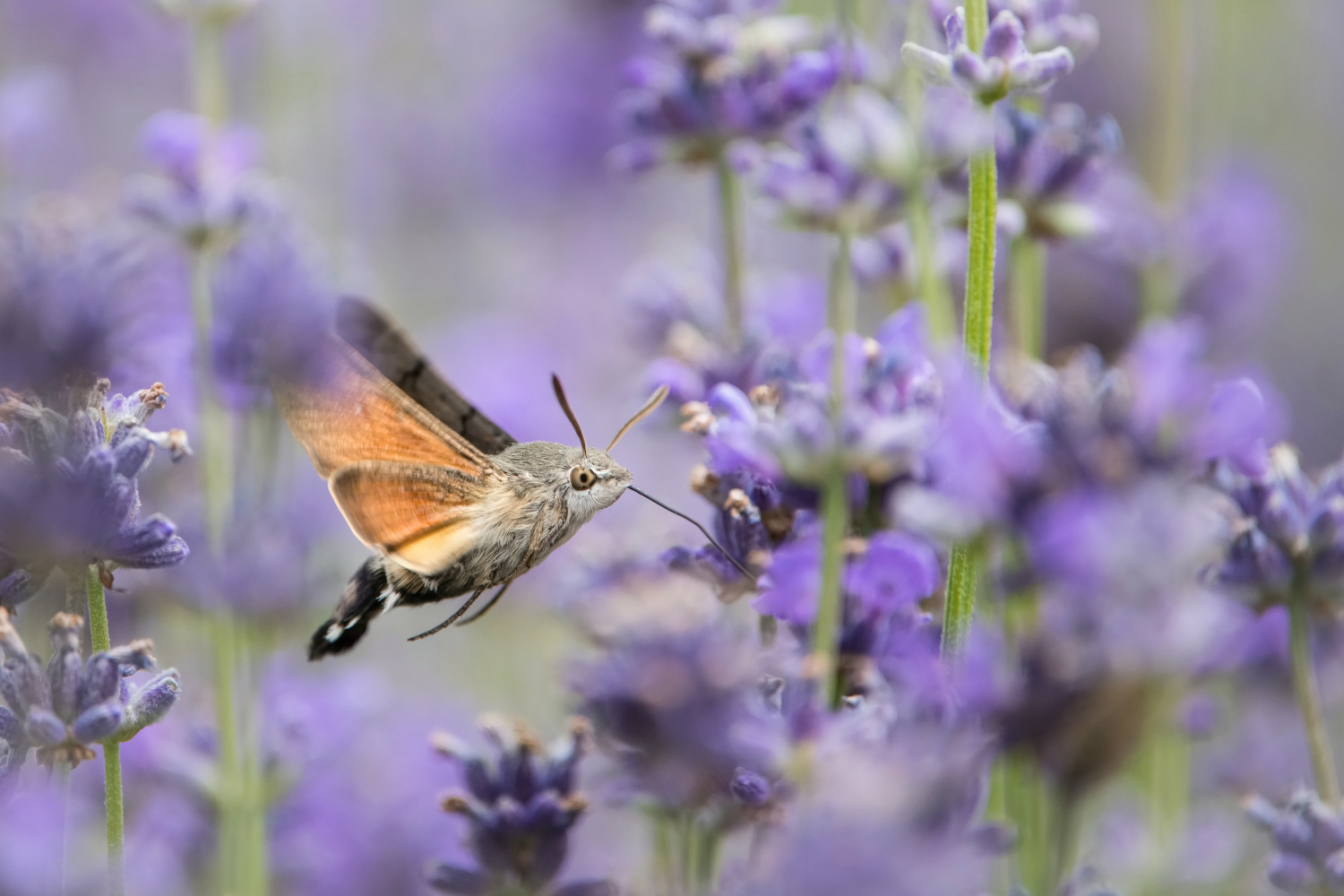 dlouhozobka svízelová (Macroglossum stellatarum)