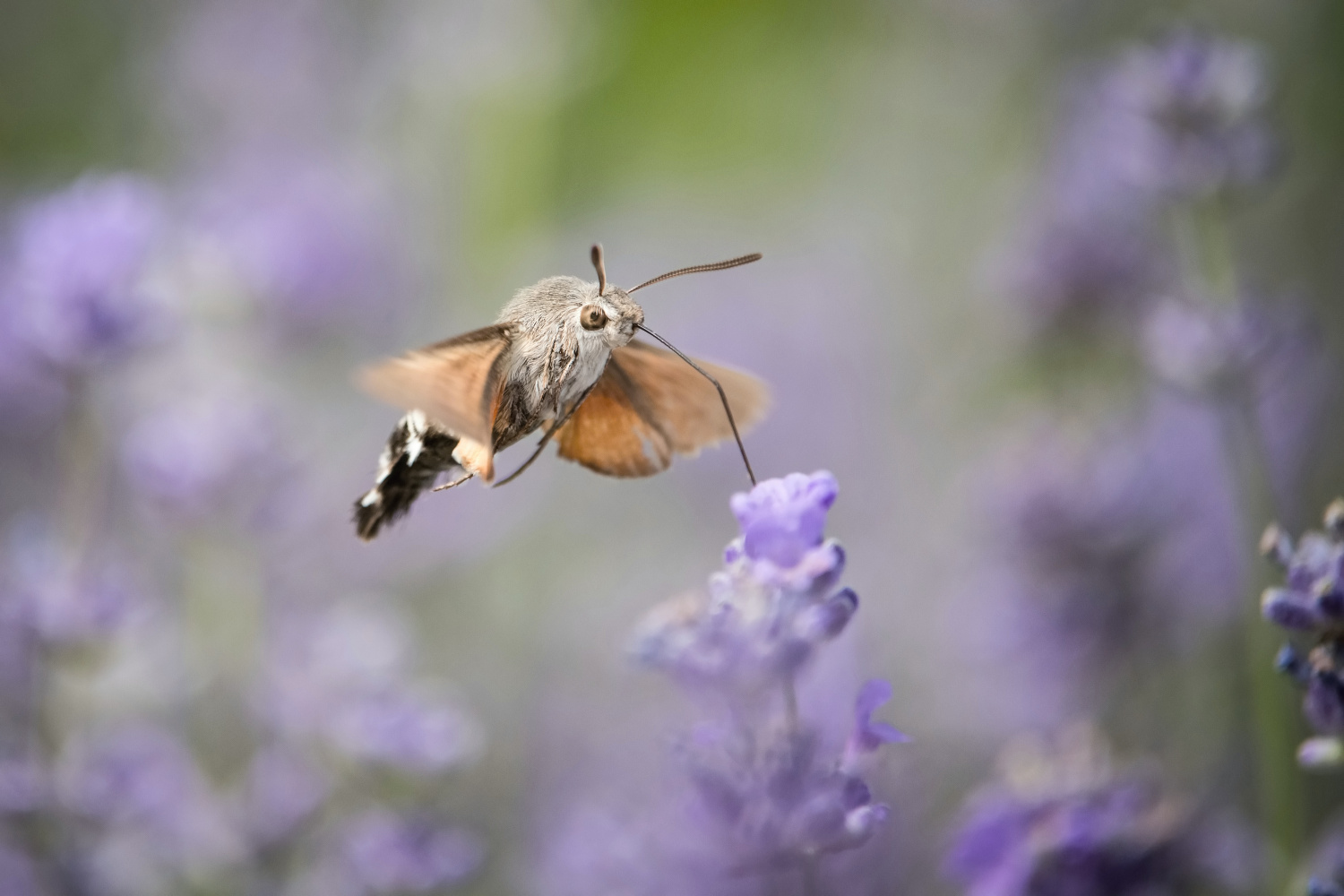 dlouhozobka svízelová (Macroglossum stellatarum)