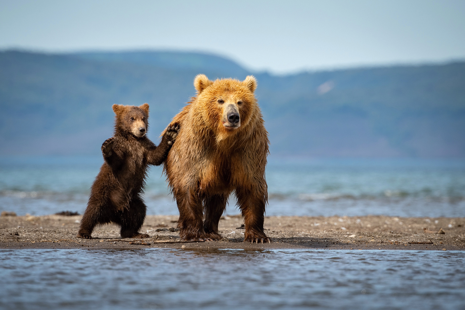 medvěd hnědý kamčatský (Ursus arctos beringianus) Kamchatka brown bear