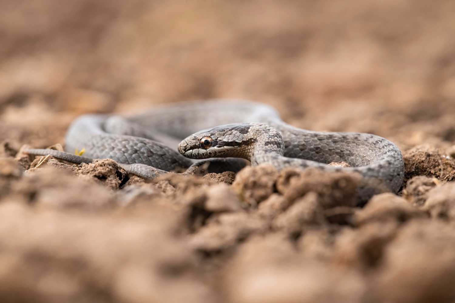 užovka obecná (Natrix natrix) Grass snake