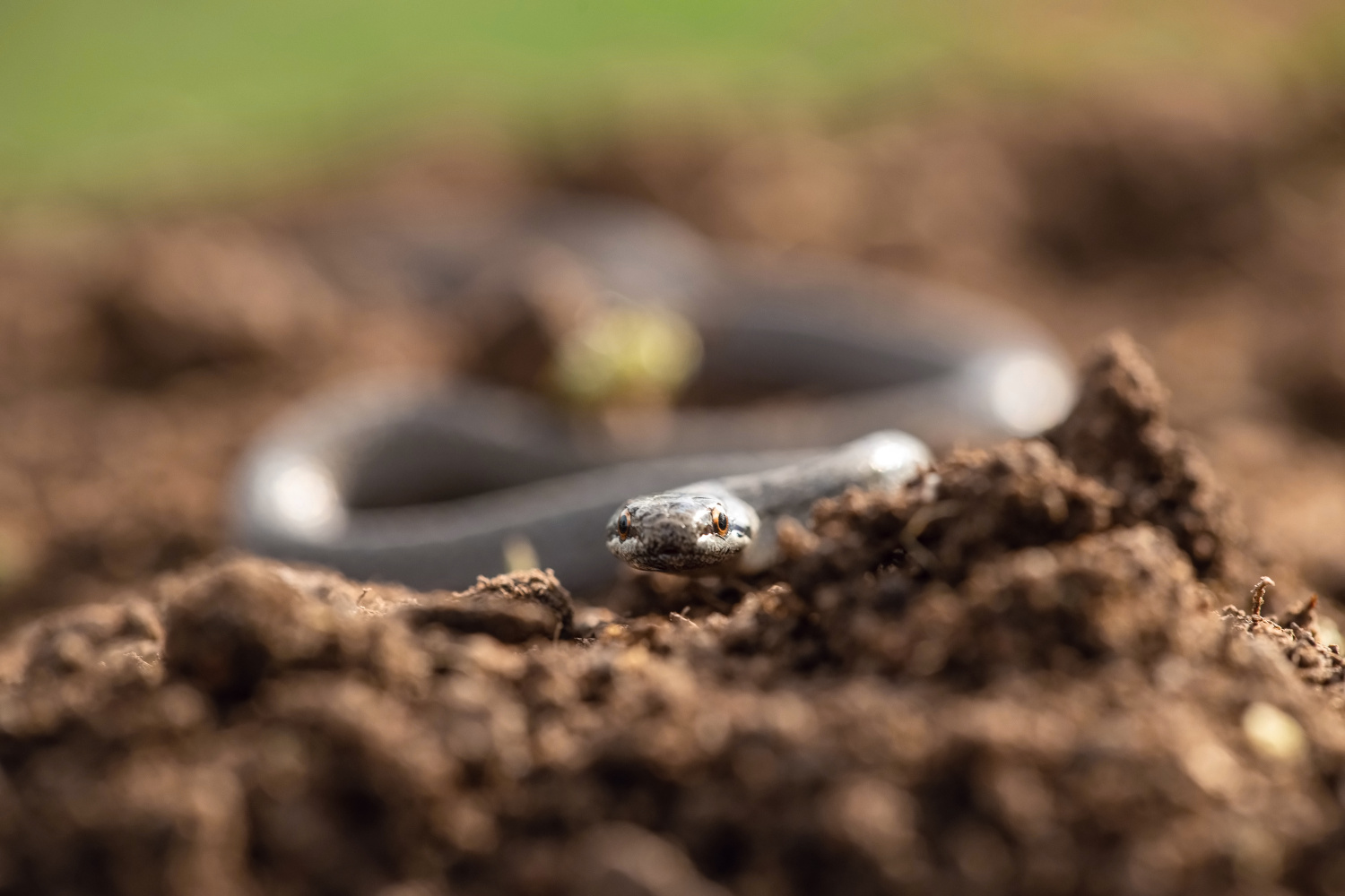 užovka obecná (Natrix natrix) Grass snake