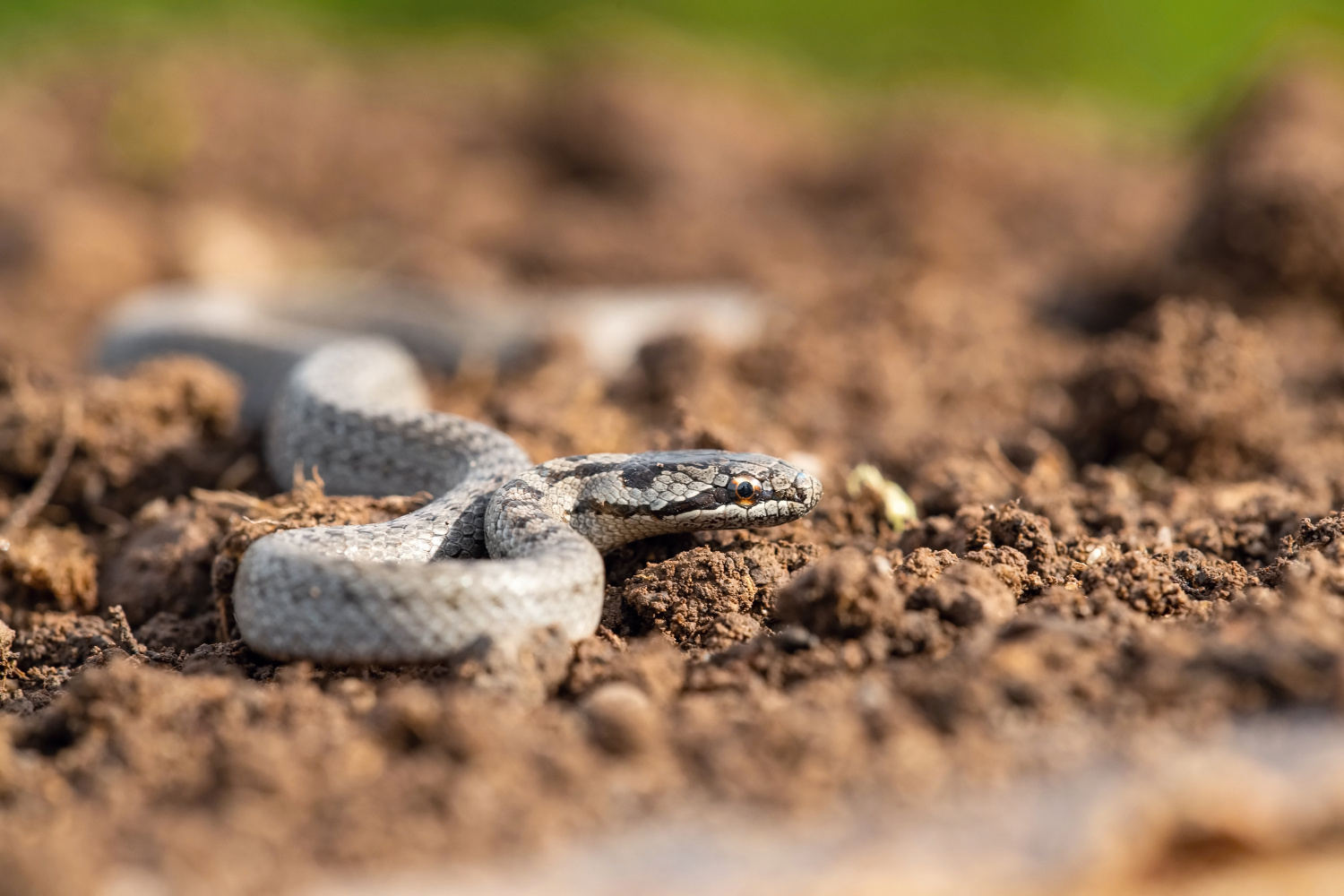 užovka obecná (Natrix natrix) Grass snake