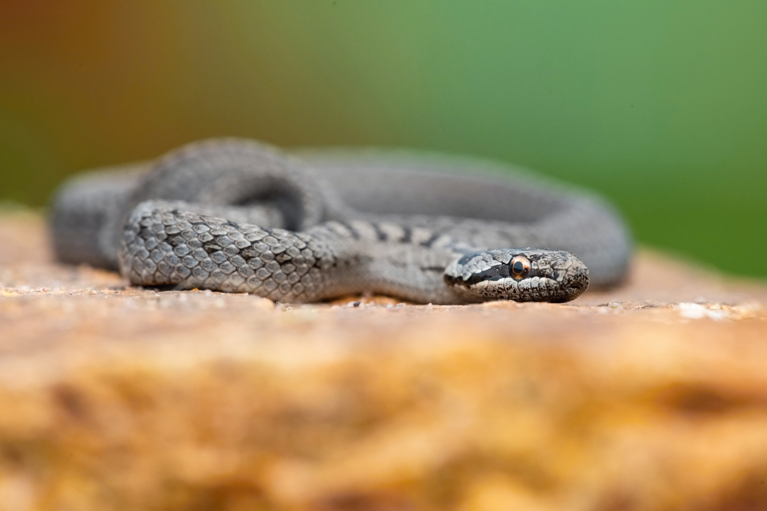 užovka obecná (Natrix natrix) Grass snake