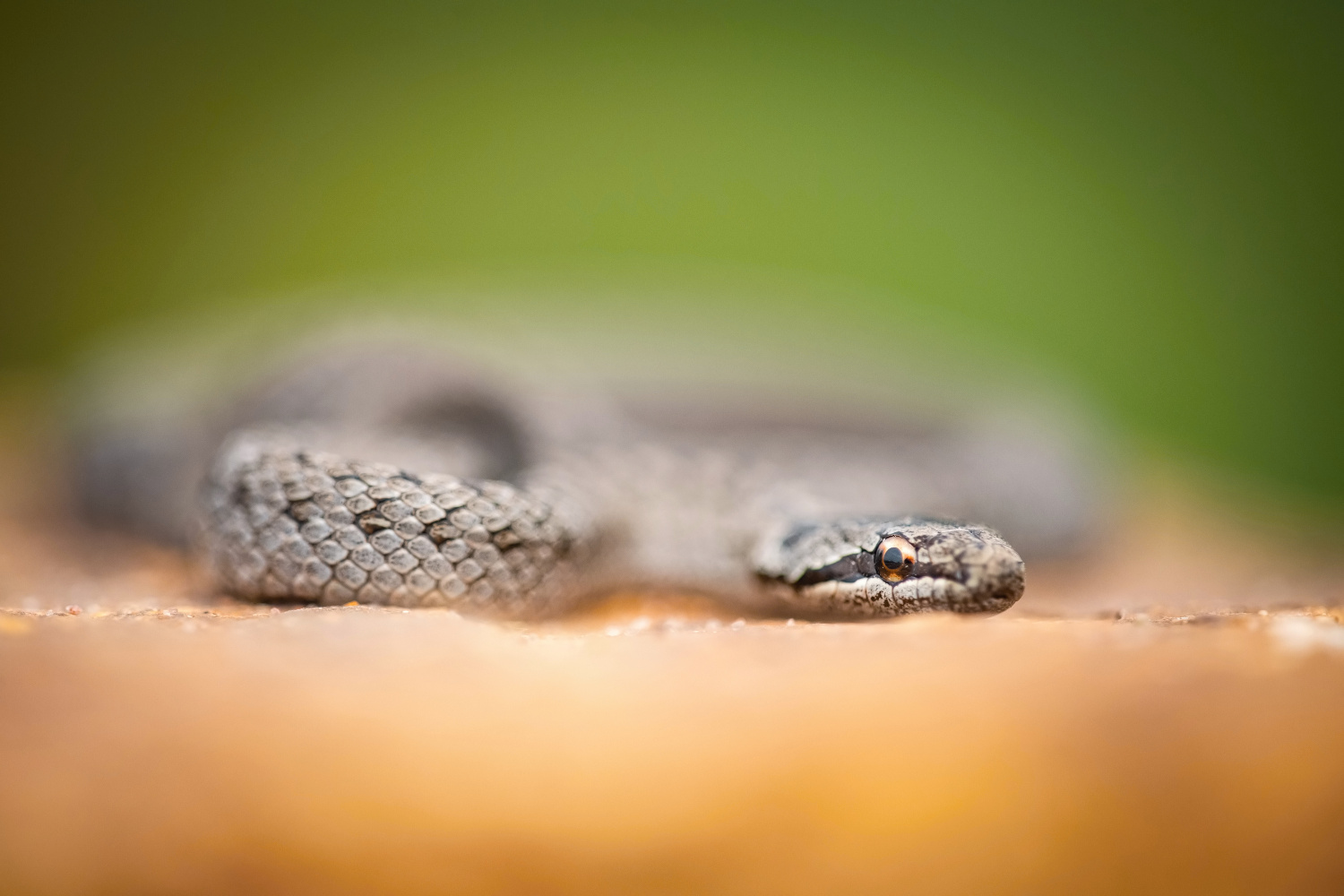 užovka obecná (Natrix natrix) Grass snake