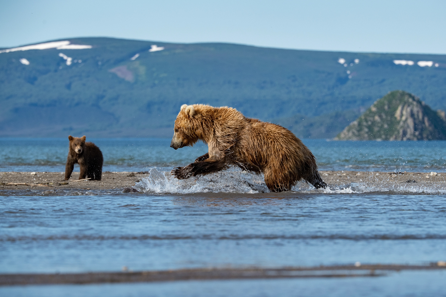 medvěd hnědý kamčatský (Ursus arctos beringianus) Kamchatka brown bear