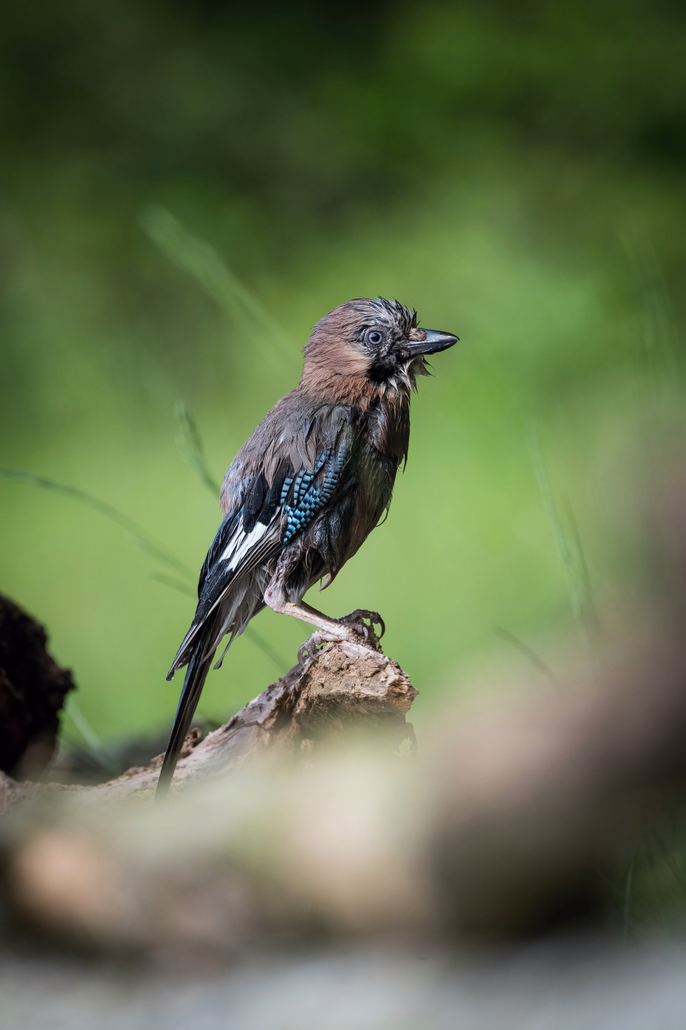 sojka obecná (Garrulus glandarius) Eurasian jay