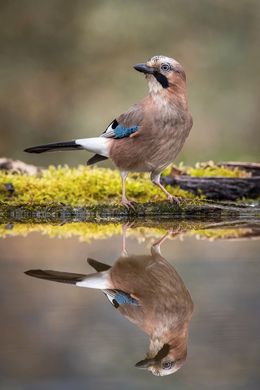 sojka obecná (Garrulus glandarius) Eurasian jay