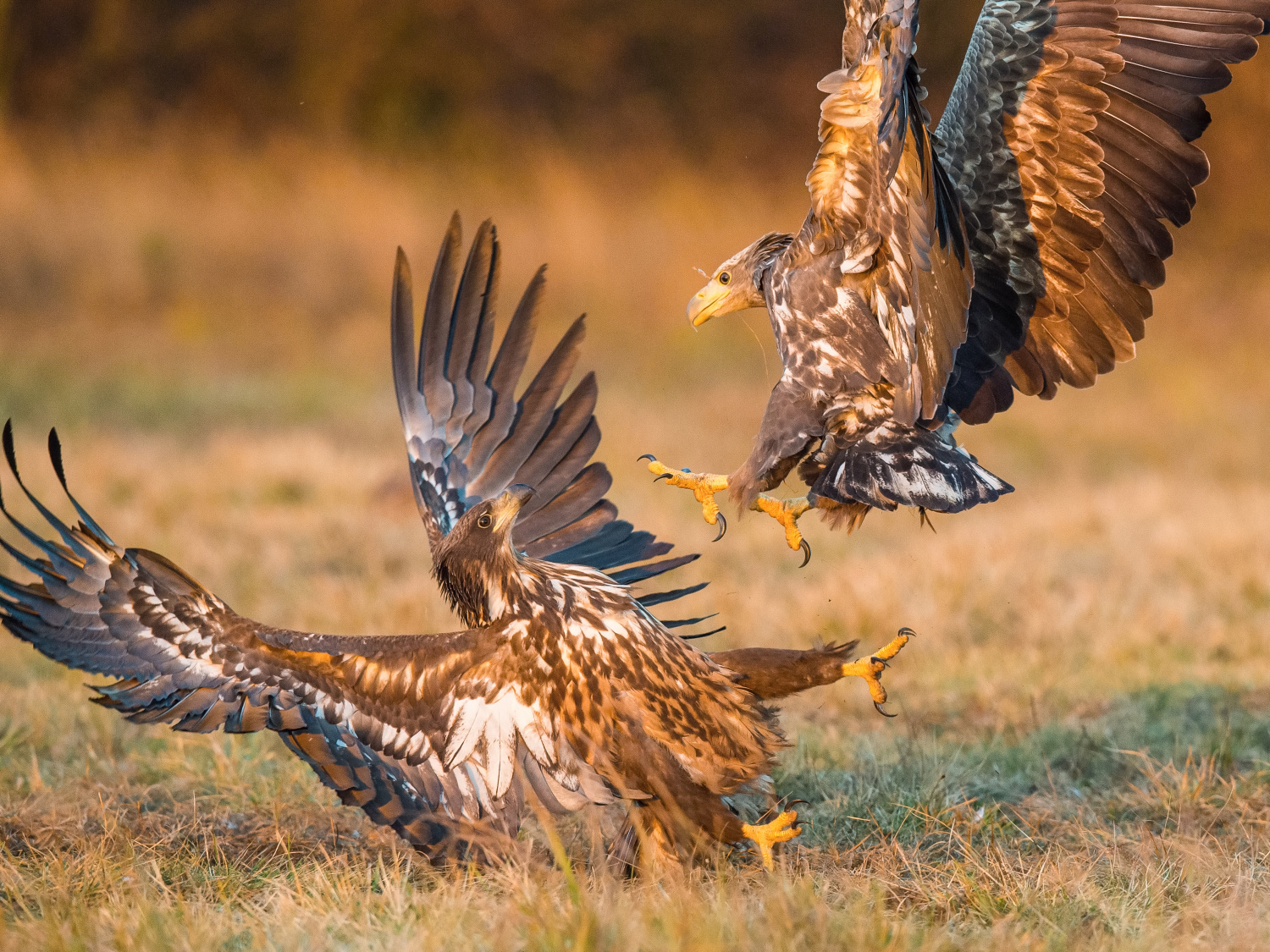 orel mořský (Haliaeetus albicilla) White-tailed eagle