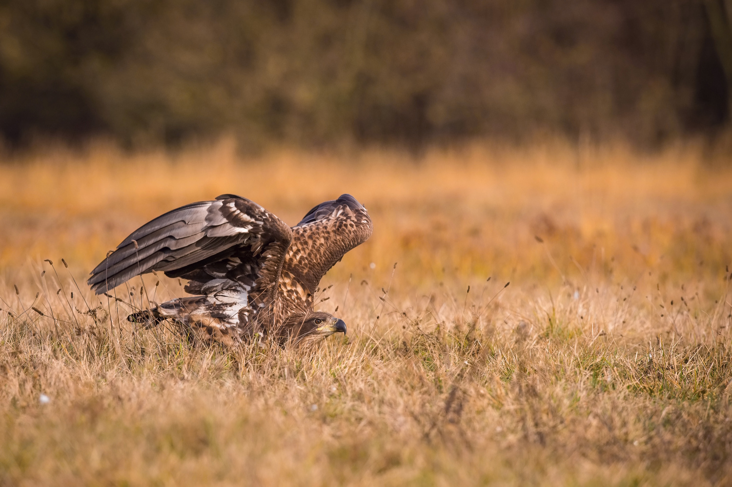 orel mořský (Haliaeetus albicilla) White-tailed eagle