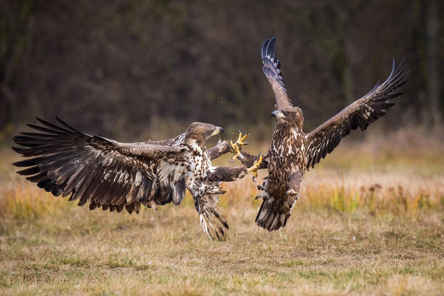 orel mořský (Haliaeetus albicilla) White-tailed eagle