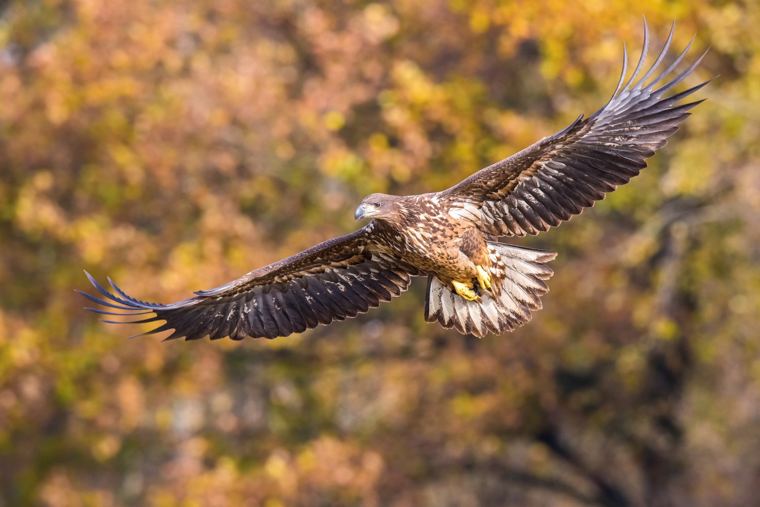 orel mořský (Haliaeetus albicilla) White-tailed eagle