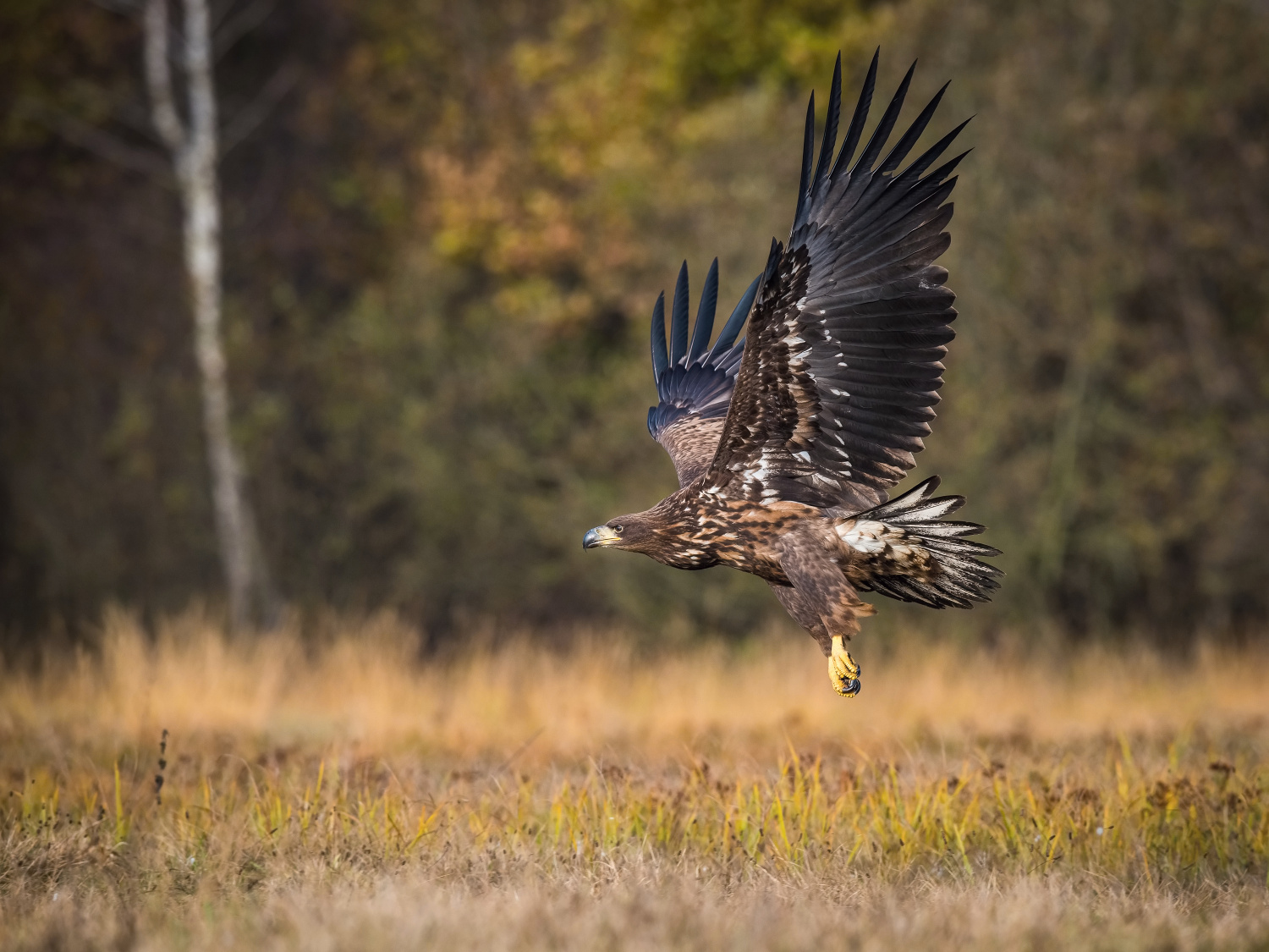 orel mořský (Haliaeetus albicilla) White-tailed eagle