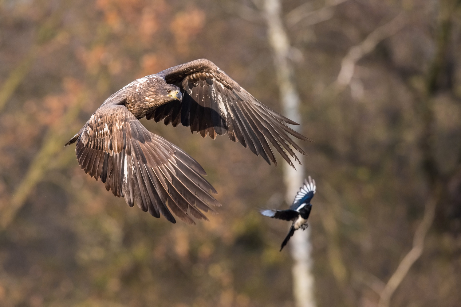 orel mořský (Haliaeetus albicilla) White-tailed eagle