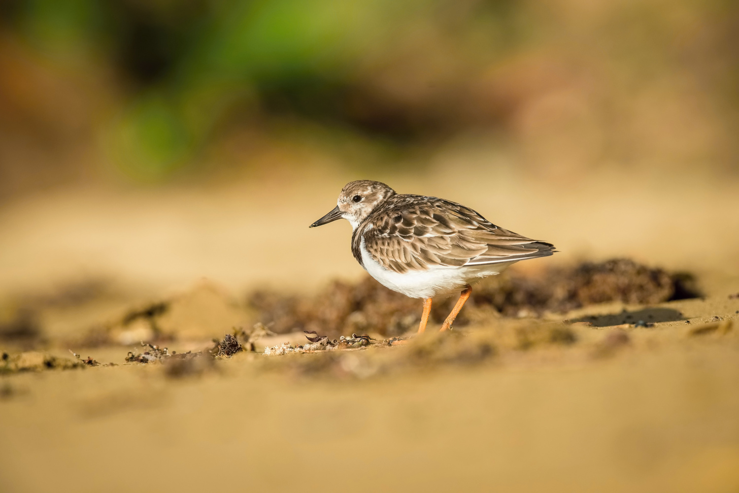 kamenáček pestrý (Arenaria interpres) Ruddy turnstone