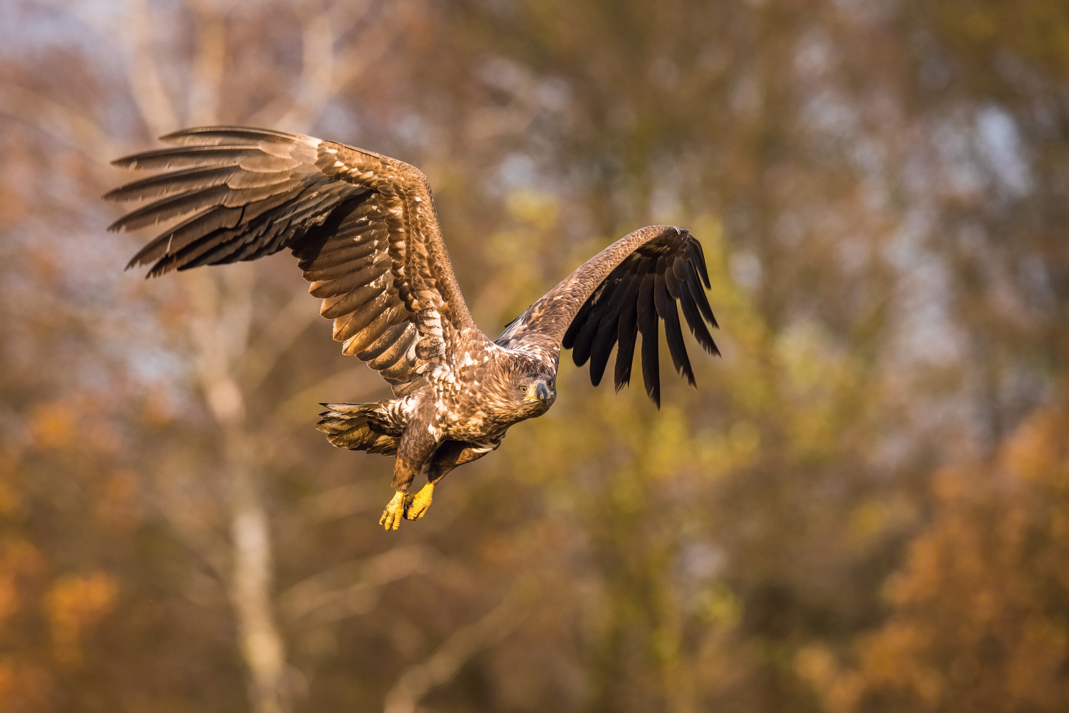 orel mořský (Haliaeetus albicilla) White-tailed eagle