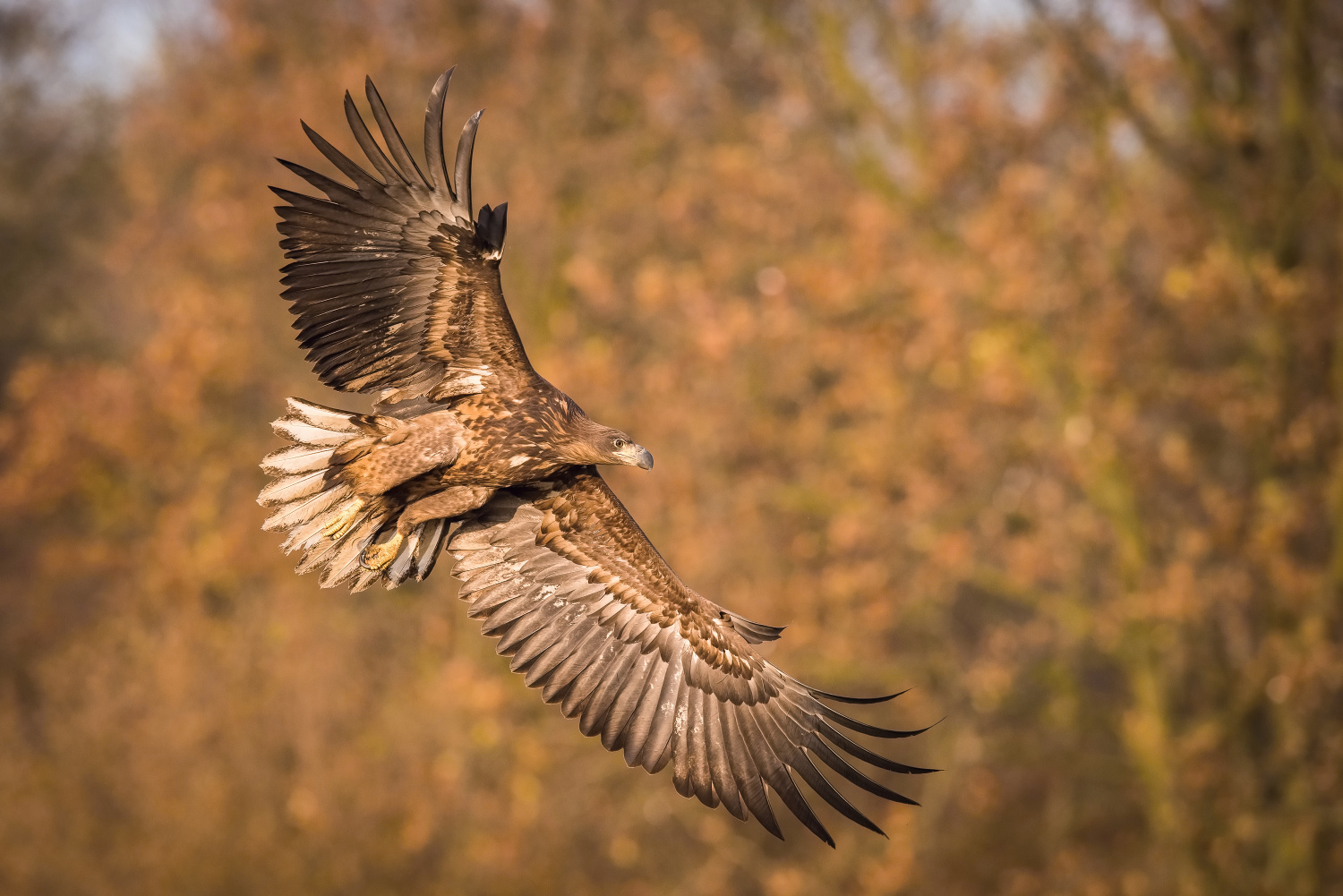 orel mořský (Haliaeetus albicilla) White-tailed eagle